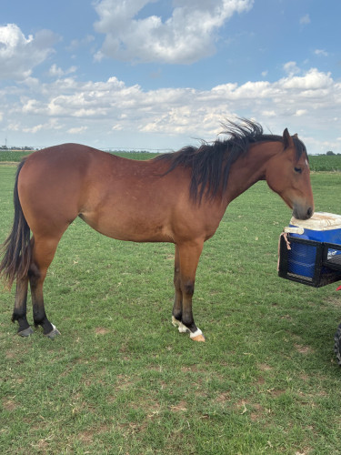 Quarter Horse (Quarter Horse, Filly (under 4)) in Ames, OK