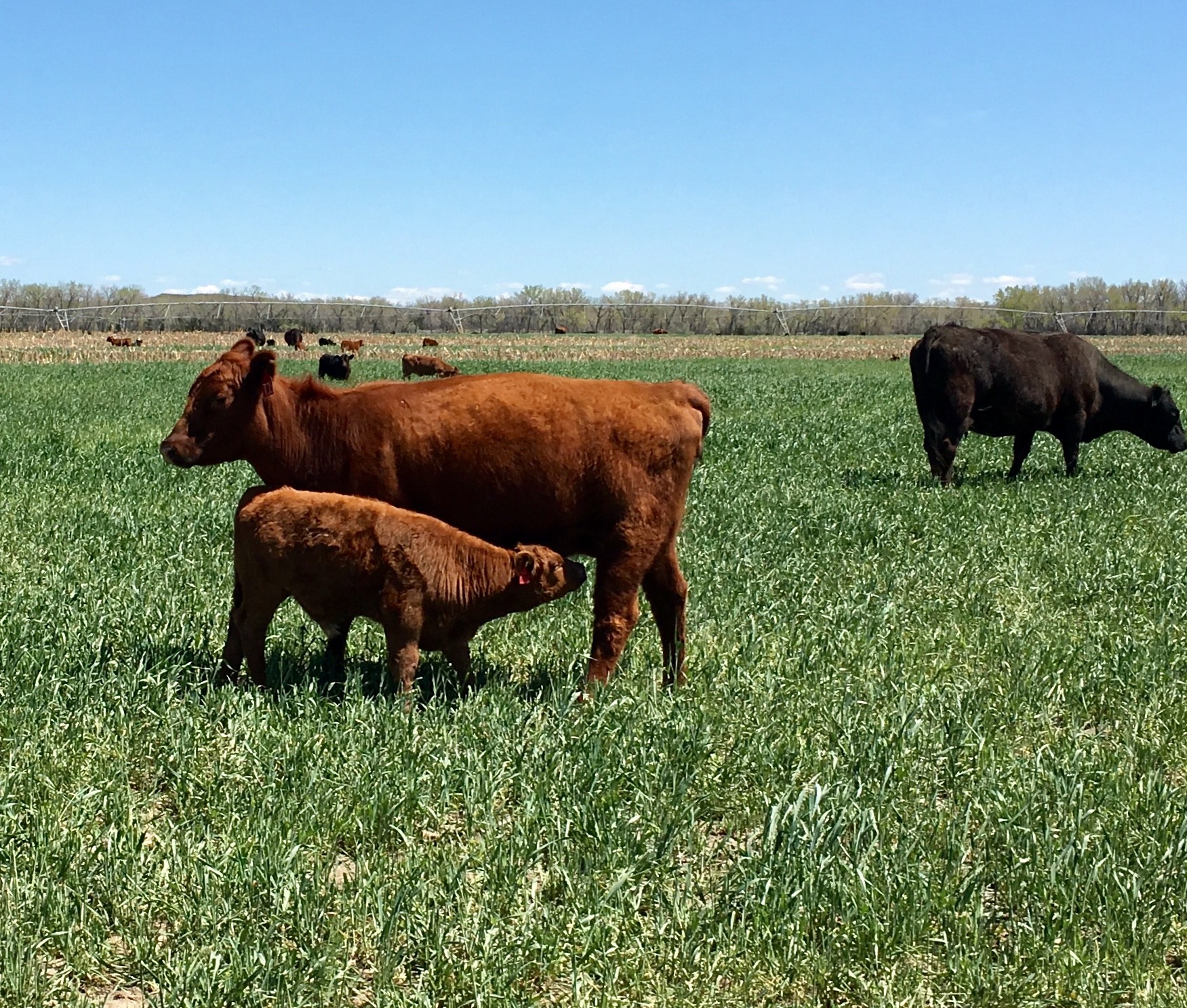30 Red Angus 1st Calf Pairs Nebraska