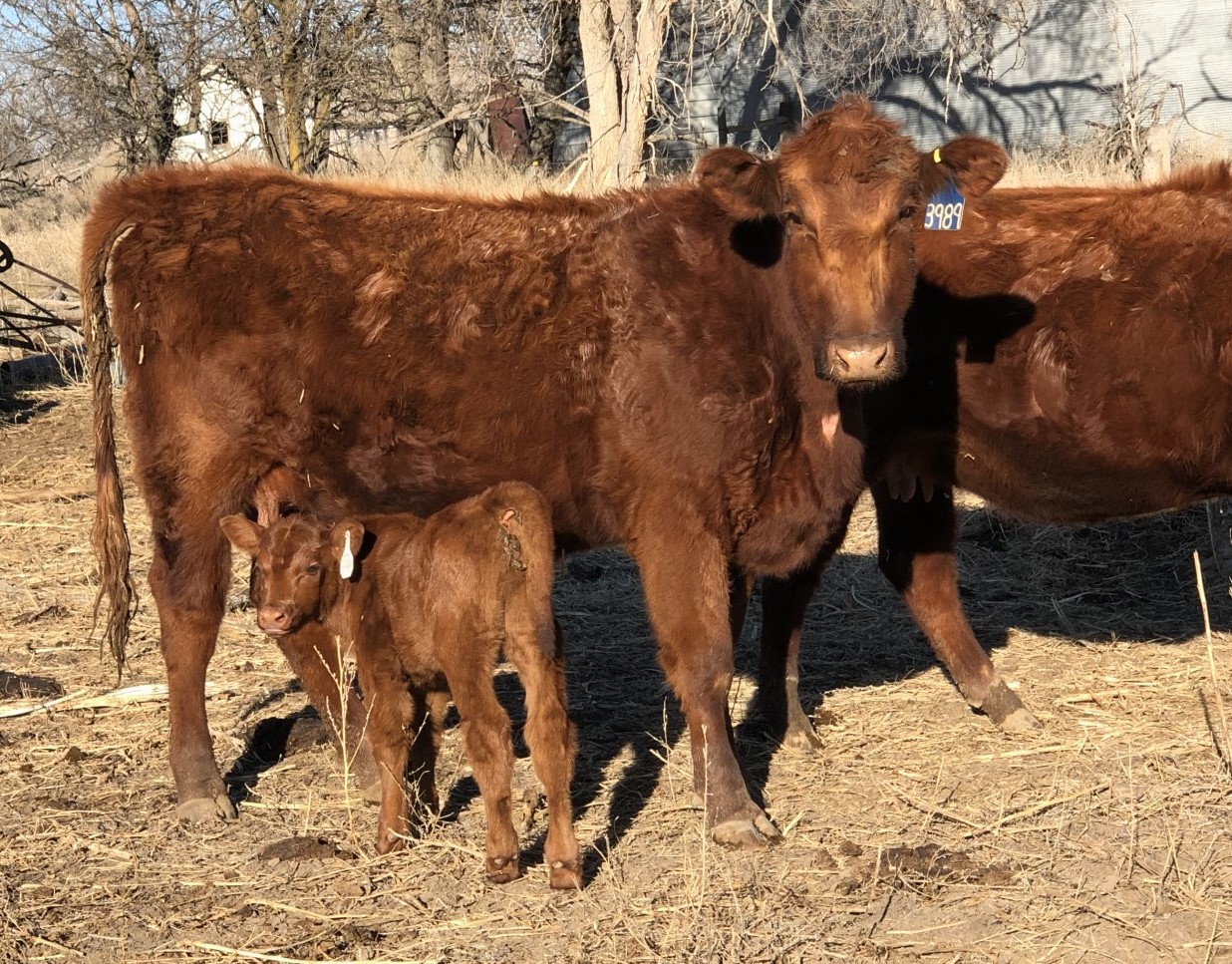 70 Red Angus 1st Calf Heifer Pairs Colorado