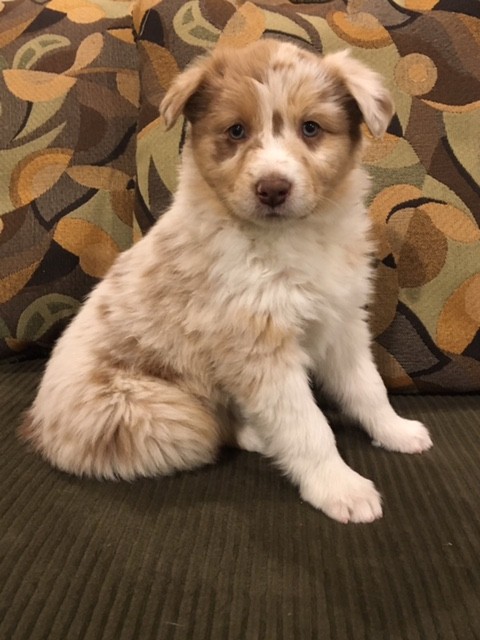 ASCA Australian Shepherd Pups ONLY 2 LEFT