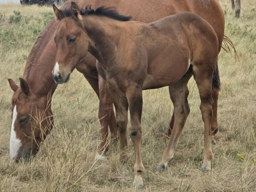 Quarter Horse (Quarter Horse, Colt (under 4)) in Hebron, ND