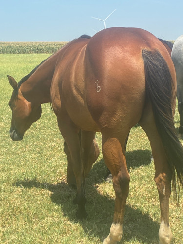 Quarter Horse (Quarter Horse, Filly (under 4)) in Ames, OK