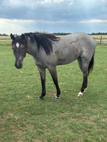 Quarter Horse (Quarter Horse, Filly (under 4)) in Ames, OK