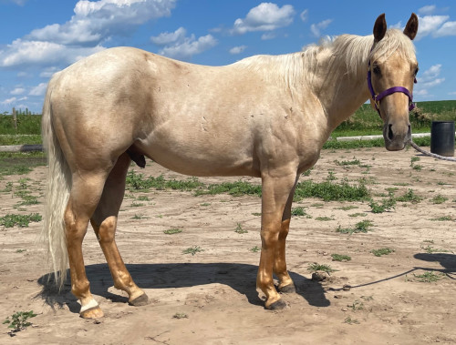Quarter Horse (Quarter Horse, Gelding) in Chatfield, MN
