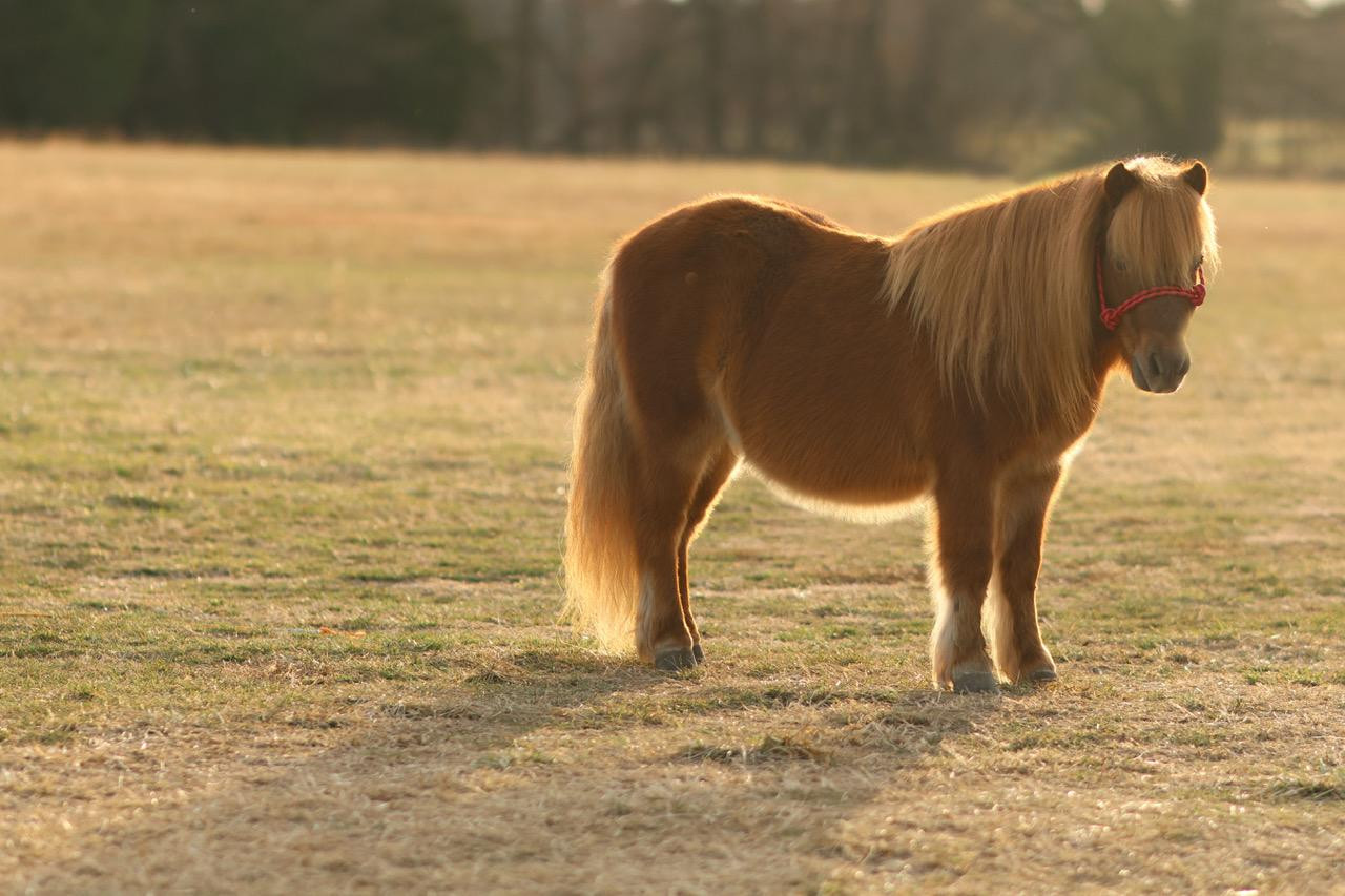 &amp;quot;Muffin&amp;quot; 10 Yr old Sorrel Pony Gelding!