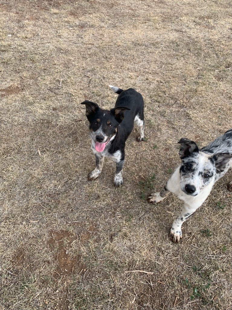 Blue heeler border collie mix for sale cheap