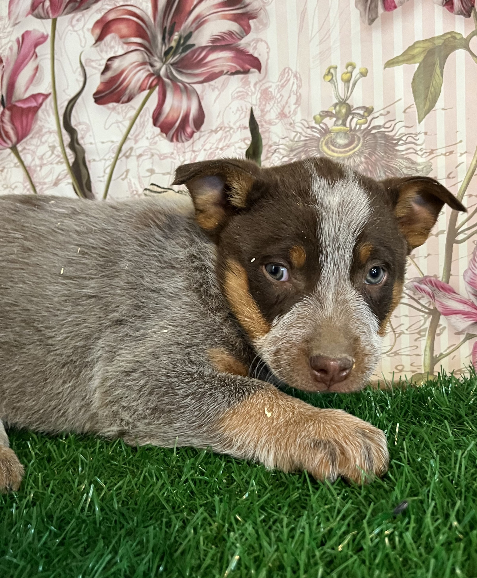 Chocolate Heeler Pups