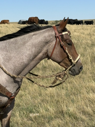 Quarter Horse (Quarter Horse, Gelding) in Holton, KS