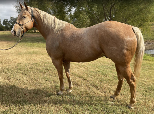 Quarter Horse (Quarter Horse, Gelding) in Lexington, TX