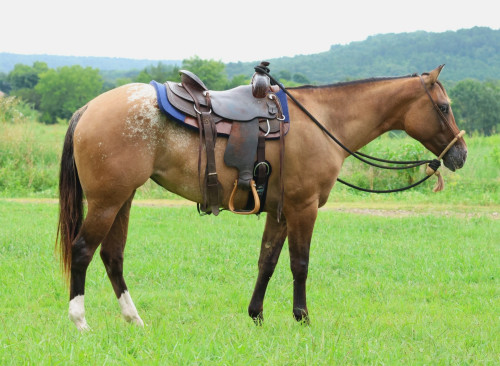 Appaloosa (Appaloosa, Mare) in Ada, OK