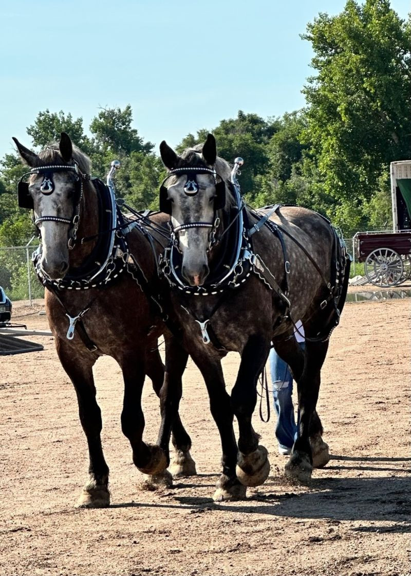 Colorado Draft Horse & Equipment Auction