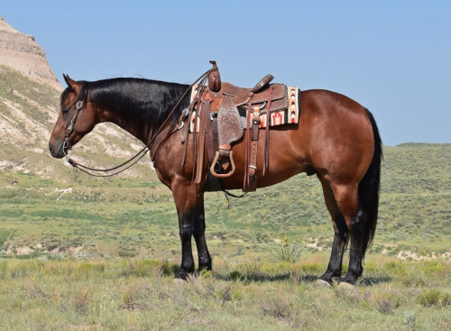 Quarter Horse (Quarter Horse, Gelding) in Bayard, NE