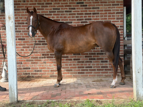 Quarter Horse (Quarter Horse, Gelding) in Canal Winchester, OH