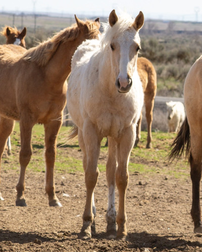Quarter Horse (Quarter Horse, Mare) in Connell, WA