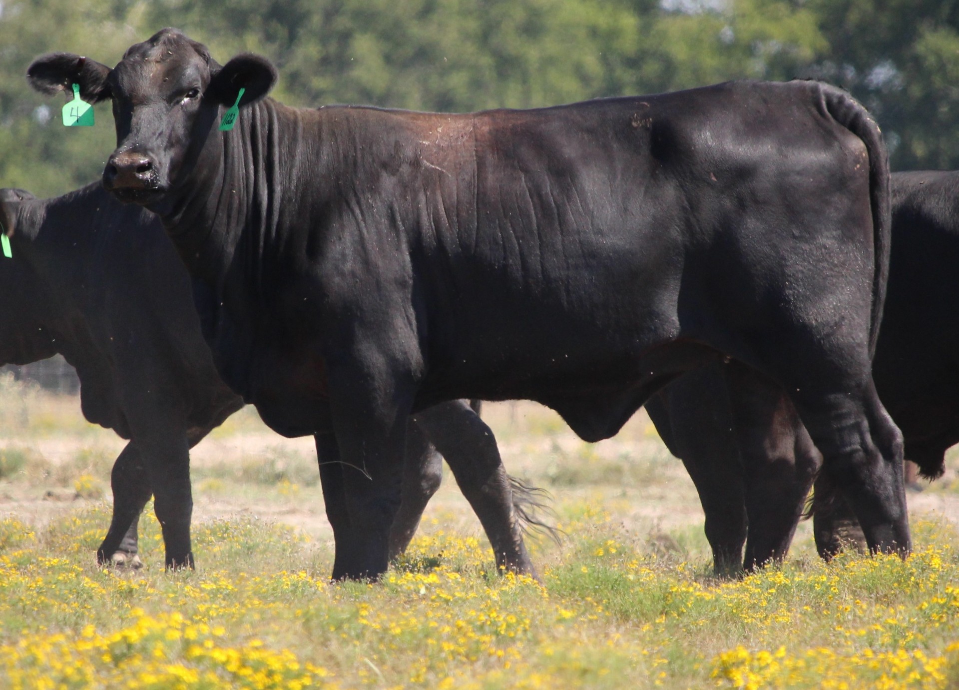 Brangus Bred Heifers Texas