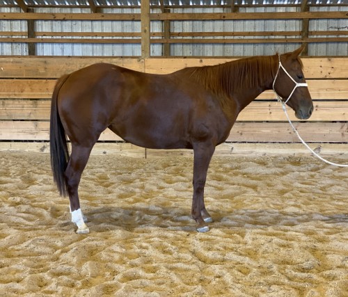 Quarter Horse (Quarter Horse, Mare) in Ness City, KS