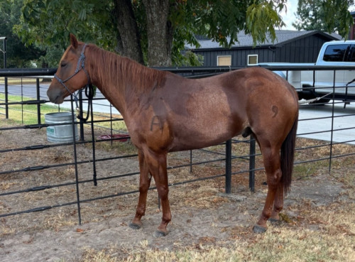 Quarter Horse (Quarter Horse, Gelding) in Reno, TX