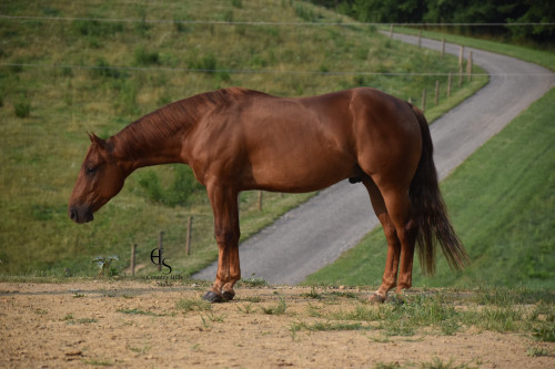 Quarter Horse (Quarter Horse, Gelding) in Baltic, TX