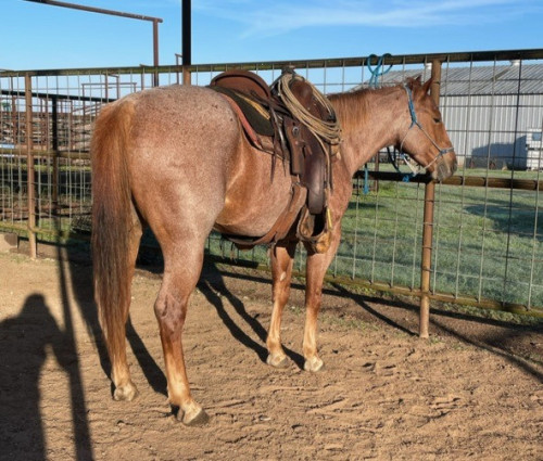 Quarter Horse (Quarter Horse, Mare) in Bellville, TX