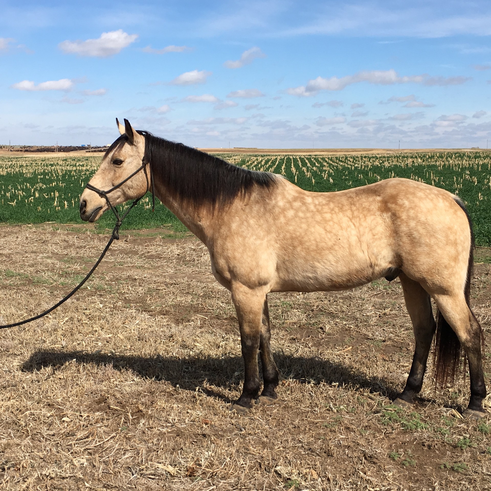 Finney County Feedyard - pun5mni