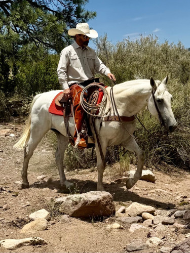 Quarter Horse (Quarter Horse, Gelding) in Magdalena, NM