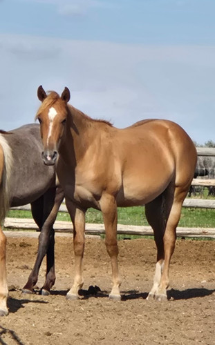 Quarter Horse (Quarter Horse, Filly (under 4)) in Connell, WA