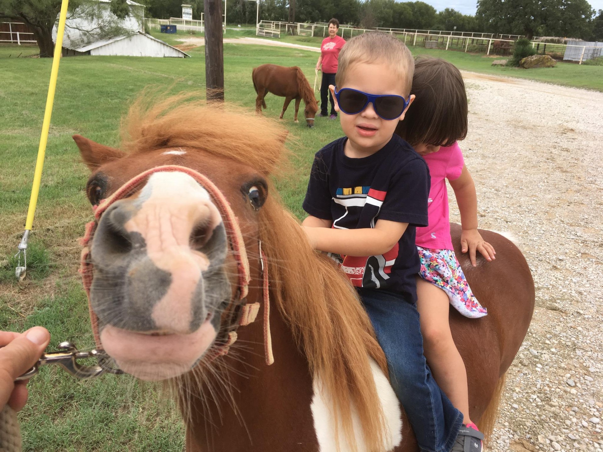 PAIR OF PONIES FOR SALE