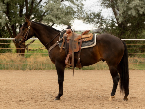 Bentley (Quarter Horse, Gelding) in Maybell, CO