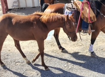 Quarter Horse (Quarter Horse, Filly (under 4)) in Carbondale, CO