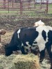 Longhorn Steers