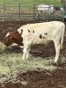 Longhorn Steers