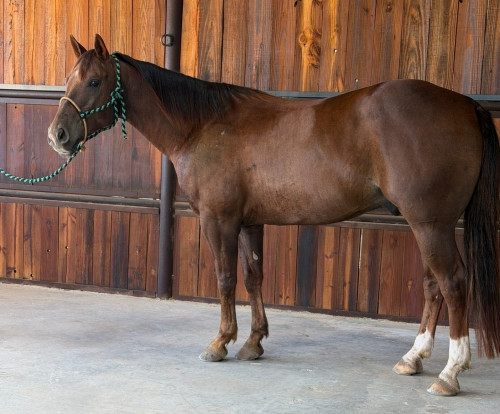 Quarter Horse (Quarter Horse, Gelding) in Dublin, TX
