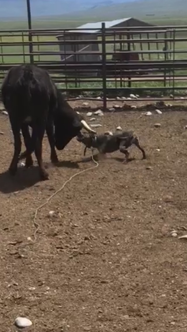 Catahoula blue lacy mix shop for sale