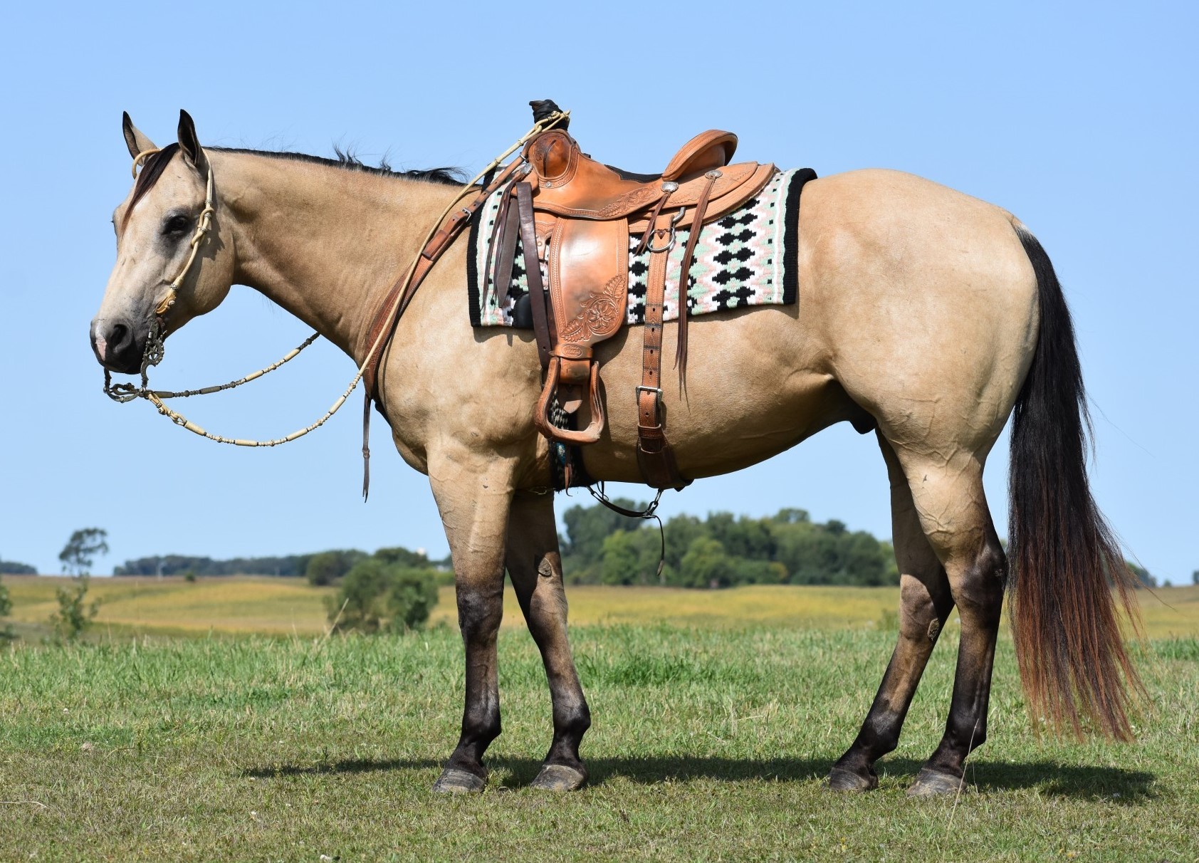 Versatile Buckskin Gelding