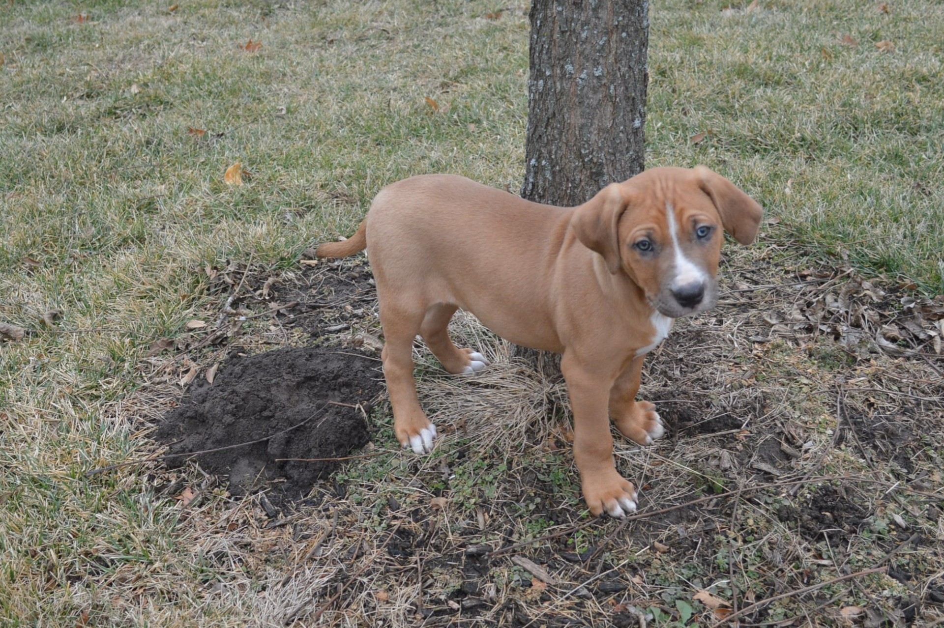 Catahoula deals bulldog price