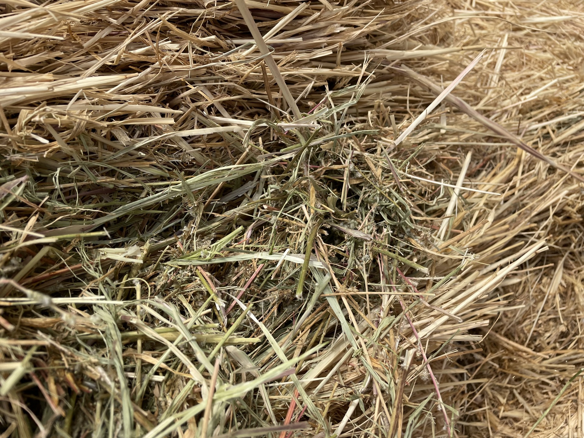 390 Bales Millet Hay North Dakota