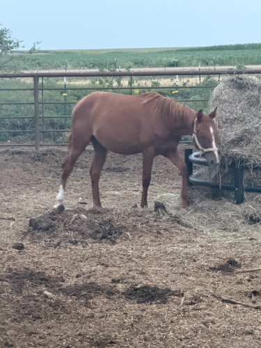 Quarter Horse (Quarter Horse, Filly (under 4)) in Partridge, KS
