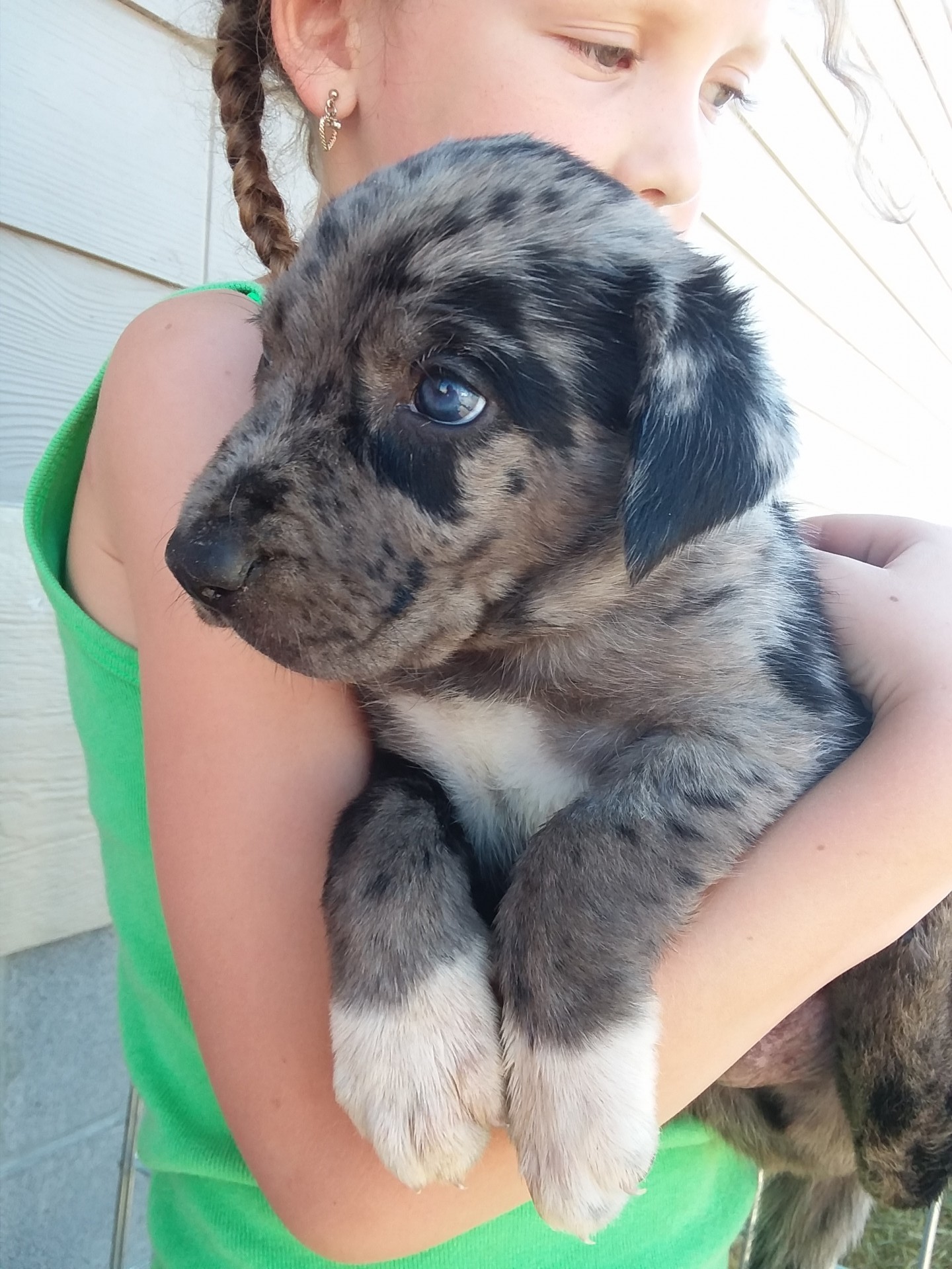 Catahoula best sale border collie