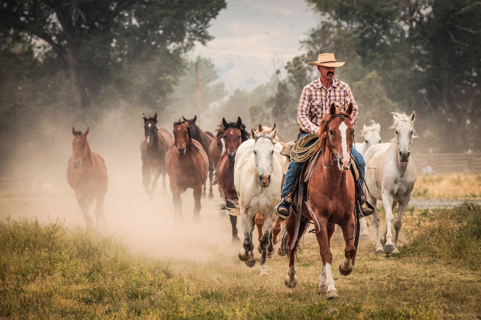 Wanted - Summer Wrangler - Montana