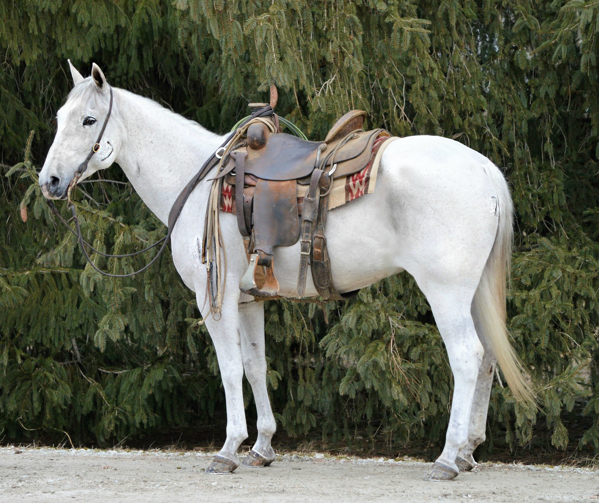 6666 Ranch Gelding