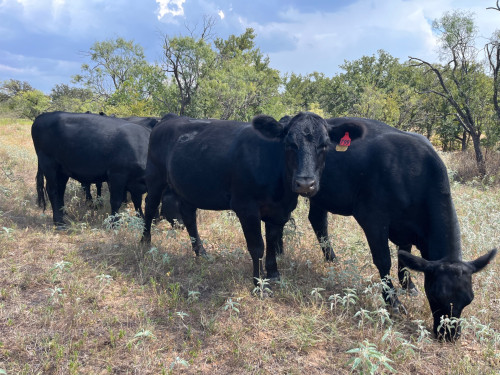 Angus (Angus) in San Saba, TX