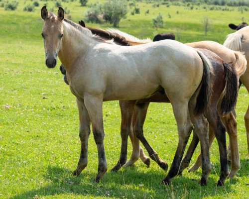 Quarter Horse (Quarter Horse, Colt (under 4)) in Connell, WA