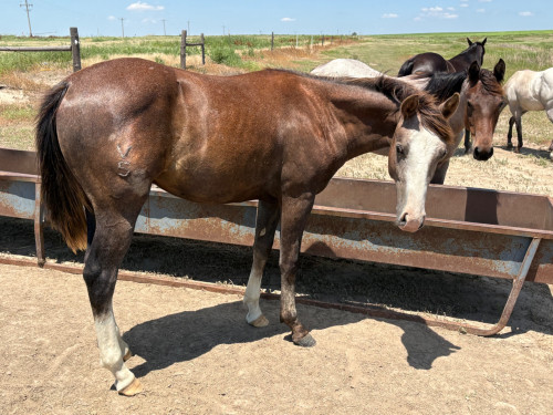 Quarter Horse (Quarter Horse, Gelding) in Farnam, NE