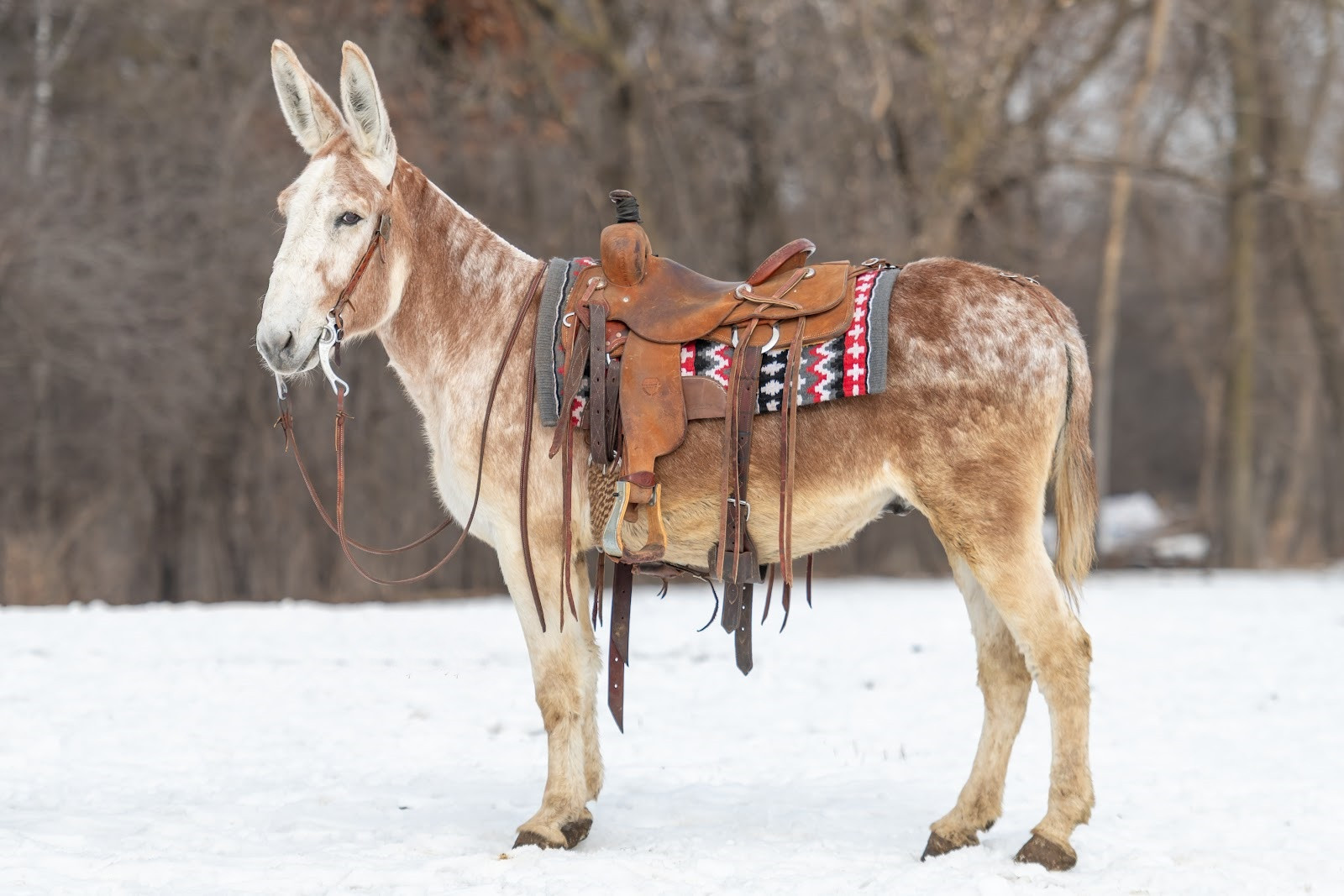 Mr Capone - 10 Yr old 14.1hh Red Roan Donkey Gelding - Seasoned, Safe ...