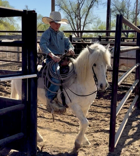 Pony (Welsh, POA, Shetland, Connemara) (Pony (Welsh, POA, Shetland, Connemara), Gelding) in Magdalena, NM