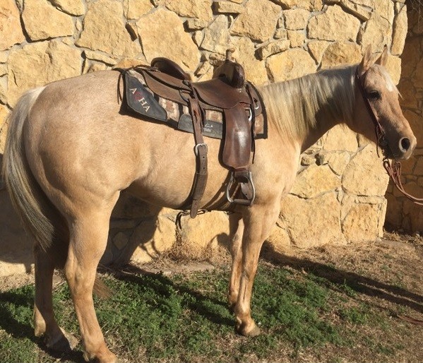 Yeller palimino gelding
