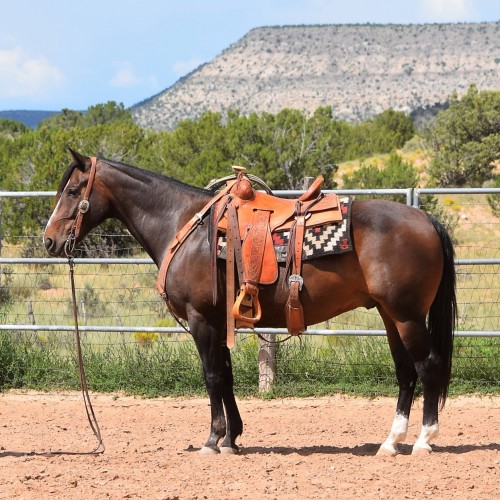 Spots Hot Ranch Gelding