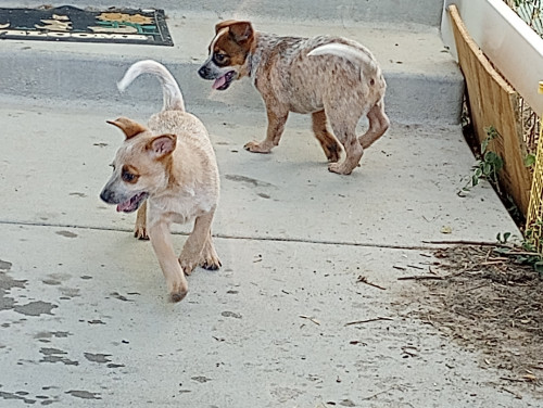 Australian Cattle Dog (Australian Cattle Dog, Female) in Bennett, CO