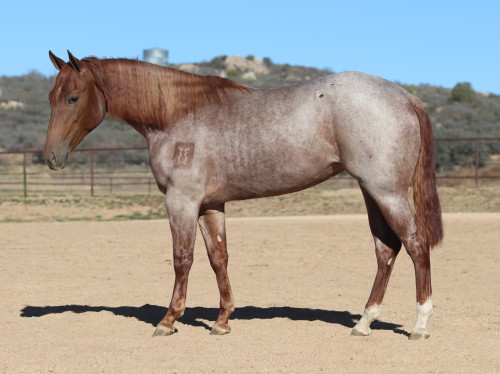 Quarter Horse (Quarter Horse, Filly (under 4)) in Dewey, AZ