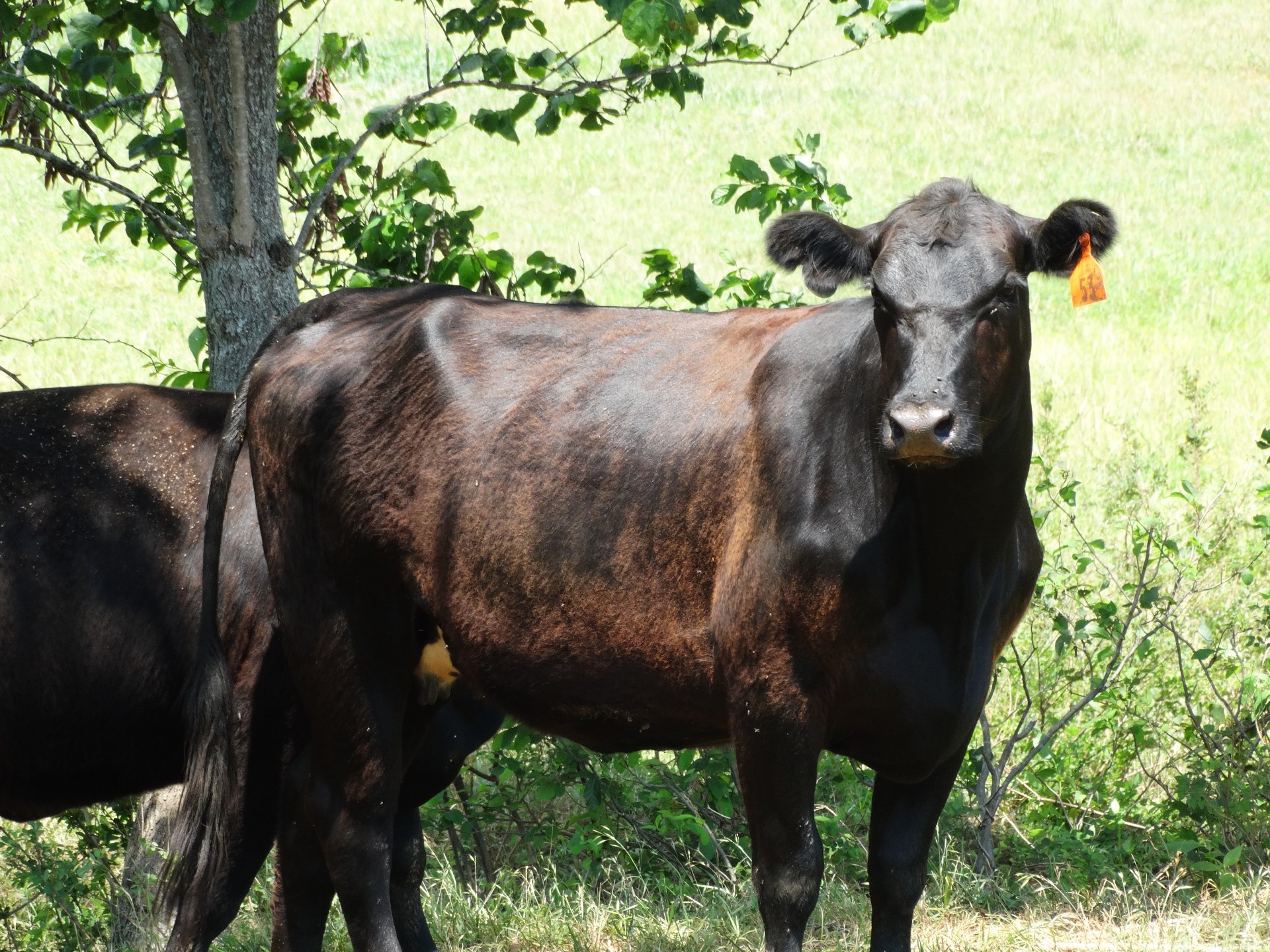 32 Black Angus Heifers